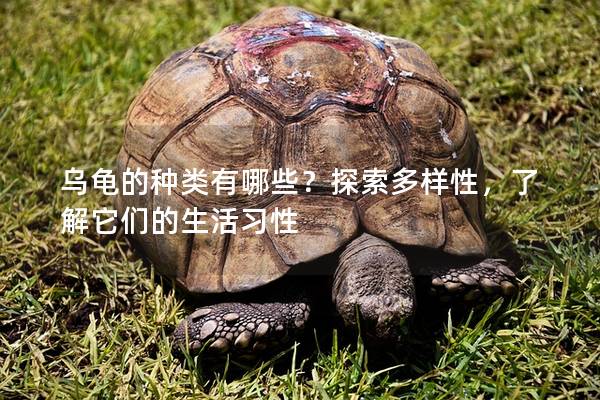 乌龟的种类有哪些？探索多样性，了解它们的生活习性