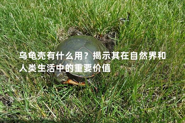 乌龟壳有什么用？揭示其在自然界和人类生活中的重要价值