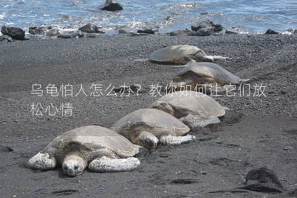 乌龟怕人怎么办？教你如何让它们放松心情