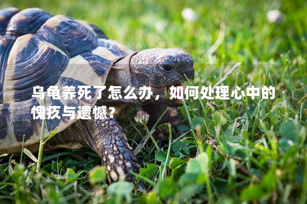 乌龟养死了怎么办，如何处理心中的愧疚与遗憾？