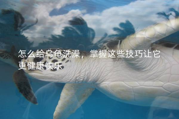 怎么给乌龟洗澡，掌握这些技巧让它更健康快乐