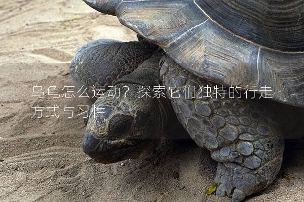 乌龟怎么运动？探索它们独特的行走方式与习性