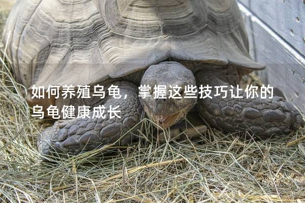 如何养殖乌龟，掌握这些技巧让你的乌龟健康成长