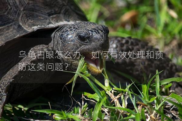 乌龟白眼怎么办，如何有效处理和预防这类问题？
