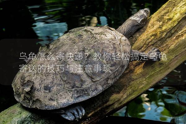 乌龟怎么寄快递？教你轻松搞定乌龟寄送的技巧与注意事项