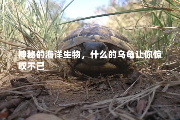 神秘的海洋生物，什么的乌龟让你惊叹不已