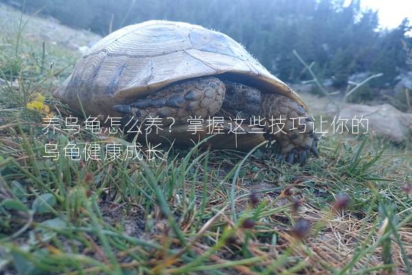 养乌龟怎么养？掌握这些技巧让你的乌龟健康成长
