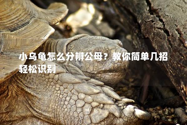小乌龟怎么分辨公母？教你简单几招轻松识别