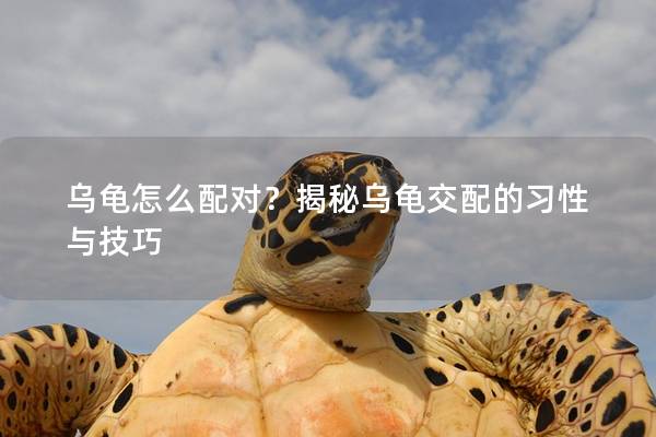 乌龟怎么配对？揭秘乌龟交配的习性与技巧