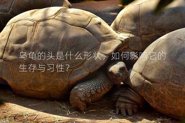 乌龟的头是什么形状，如何影响它的生存与习性？