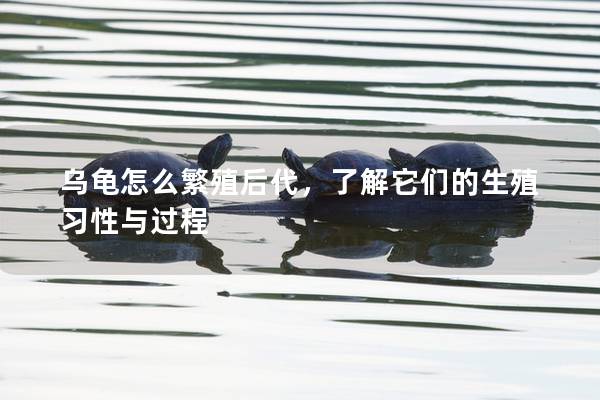 乌龟怎么繁殖后代，了解它们的生殖习性与过程