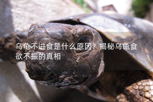 乌龟不进食是什么原因？揭秘乌龟食欲不振的真相