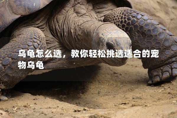 乌龟怎么选，教你轻松挑选适合的宠物乌龟
