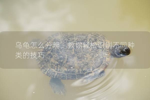 乌龟怎么分辨，教你轻松识别不同种类的技巧