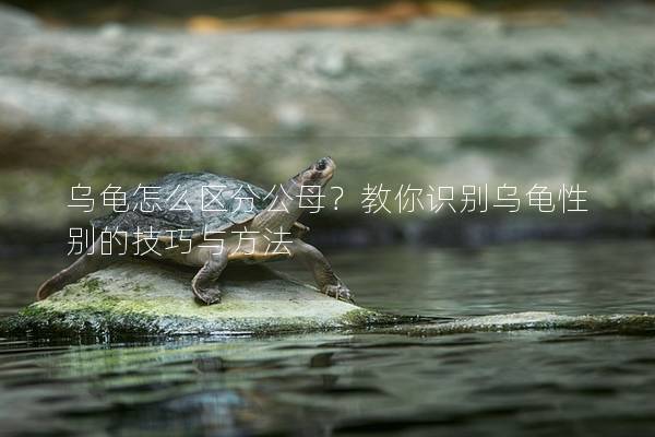 乌龟怎么区分公母？教你识别乌龟性别的技巧与方法