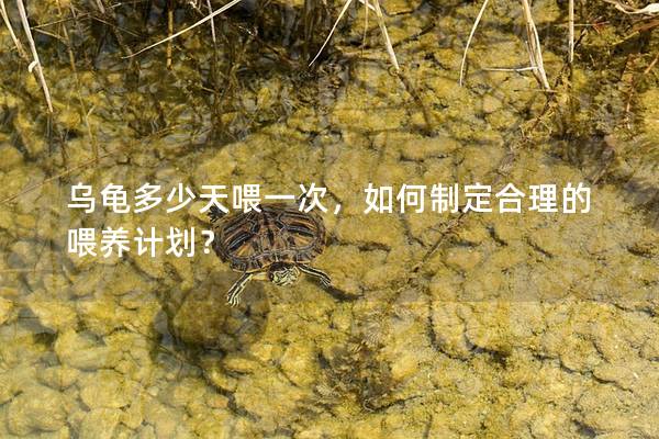 乌龟多少天喂一次，如何制定合理的喂养计划？