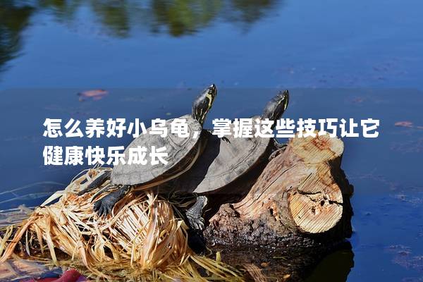 怎么养好小乌龟，掌握这些技巧让它健康快乐成长