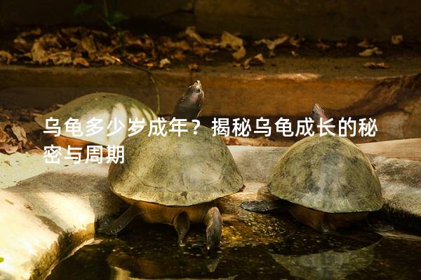 乌龟多少岁成年？揭秘乌龟成长的秘密与周期