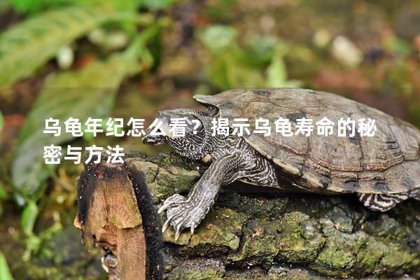 乌龟年纪怎么看？揭示乌龟寿命的秘密与方法
