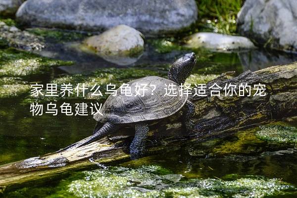 家里养什么乌龟好？选择适合你的宠物乌龟建议