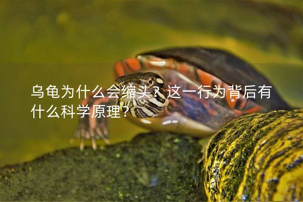 乌龟为什么会缩头？这一行为背后有什么科学原理？