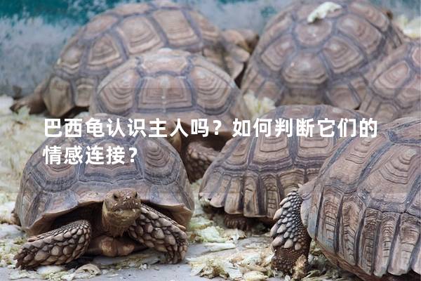 巴西龟认识主人吗？如何判断它们的情感连接？