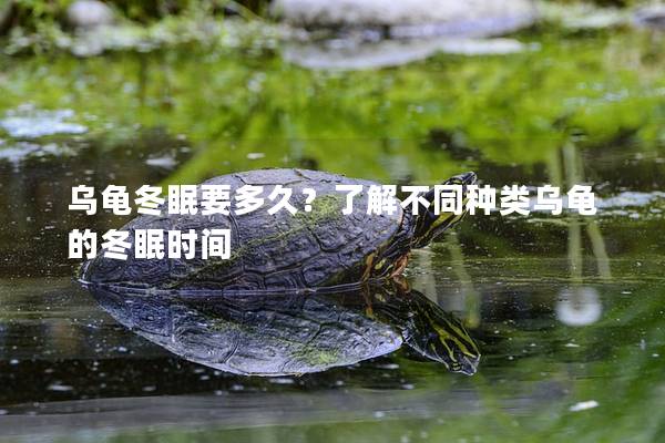 乌龟冬眠要多久？了解不同种类乌龟的冬眠时间
