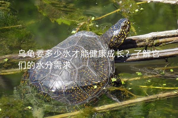 乌龟要多少水才能健康成长？了解它们的水分需求
