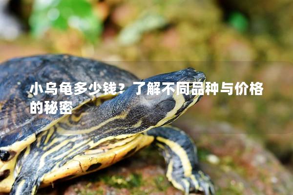 小乌龟多少钱？了解不同品种与价格的秘密
