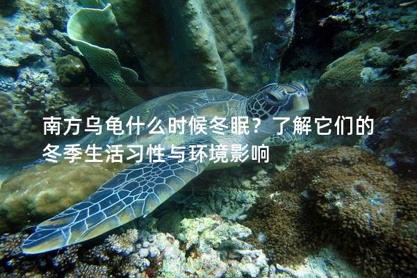 南方乌龟什么时候冬眠？了解它们的冬季生活习性与环境影响