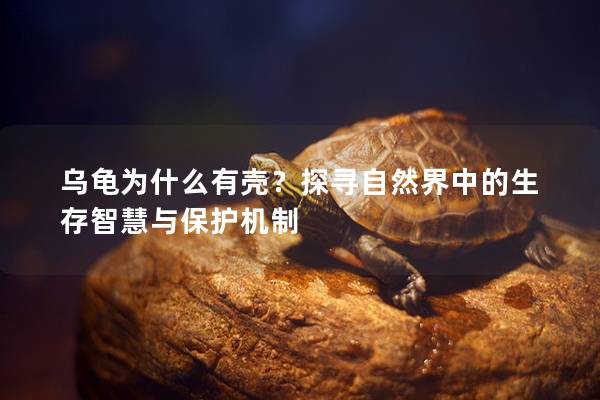 乌龟为什么有壳？探寻自然界中的生存智慧与保护机制