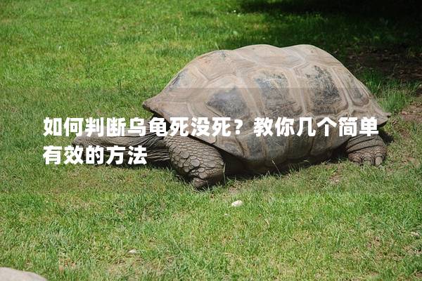 如何判断乌龟死没死？教你几个简单有效的方法