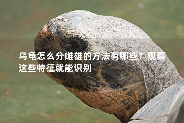 乌龟怎么分雌雄的方法有哪些？观察这些特征就能识别