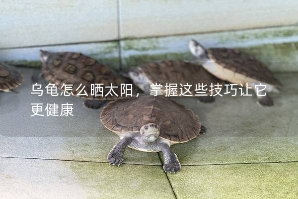 乌龟怎么晒太阳，掌握这些技巧让它更健康