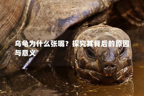 乌龟为什么张嘴？探究其背后的原因与意义