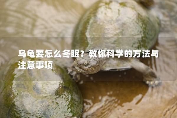 乌龟要怎么冬眠？教你科学的方法与注意事项