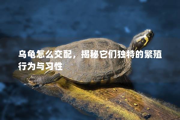 乌龟怎么交配，揭秘它们独特的繁殖行为与习性
