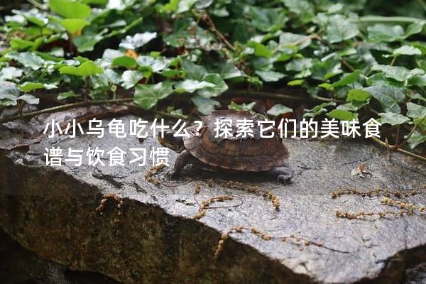 小小乌龟吃什么？探索它们的美味食谱与饮食习惯