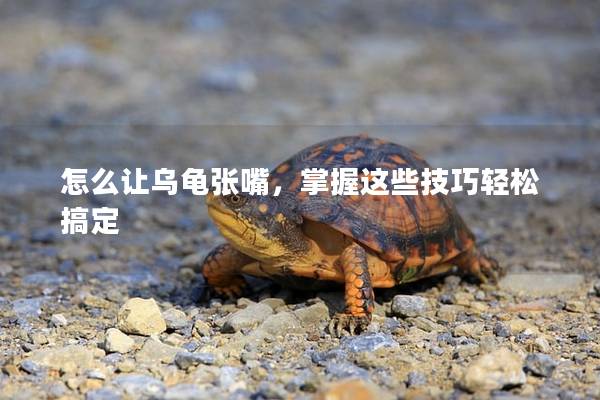 怎么让乌龟张嘴，掌握这些技巧轻松搞定