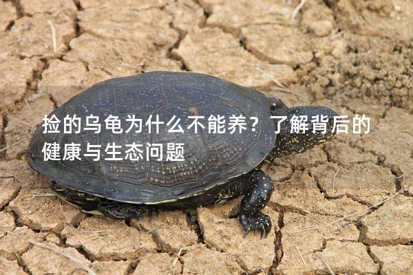 捡的乌龟为什么不能养？了解背后的健康与生态问题