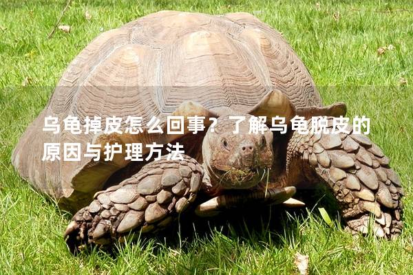 乌龟掉皮怎么回事？了解乌龟脱皮的原因与护理方法