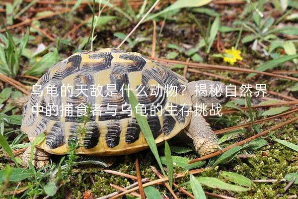 乌龟的天敌是什么动物？揭秘自然界中的捕食者与乌龟的生存挑战