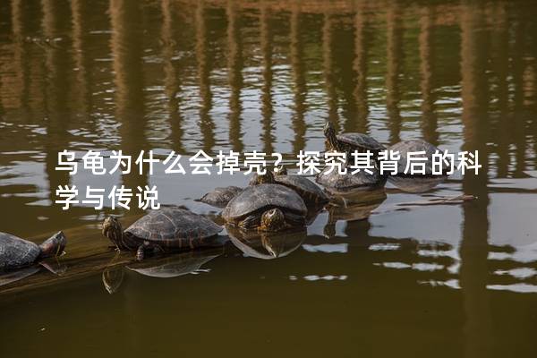 乌龟为什么会掉壳？探究其背后的科学与传说