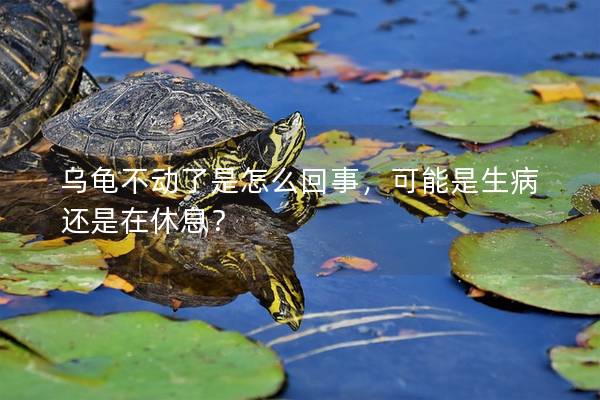 乌龟不动了是怎么回事，可能是生病还是在休息？