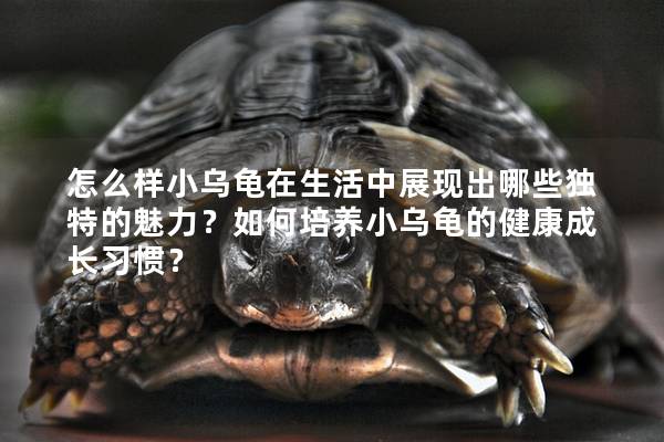 怎么样小乌龟在生活中展现出哪些独特的魅力？如何培养小乌龟的健康成长习惯？