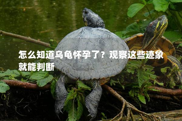 怎么知道乌龟怀孕了？观察这些迹象就能判断