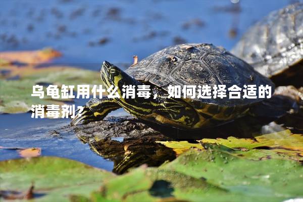 乌龟缸用什么消毒，如何选择合适的消毒剂？