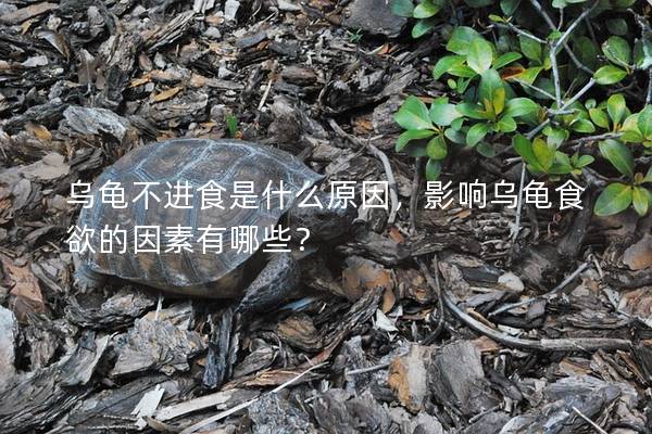 乌龟不进食是什么原因，影响乌龟食欲的因素有哪些？