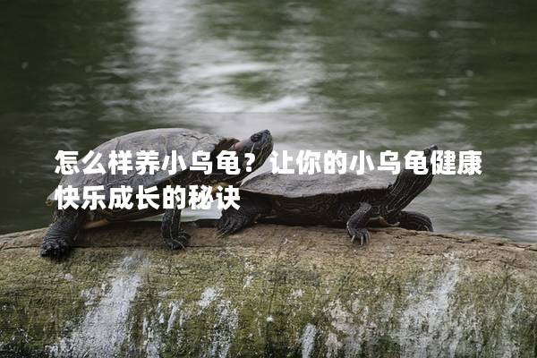 怎么样养小乌龟？让你的小乌龟健康快乐成长的秘诀