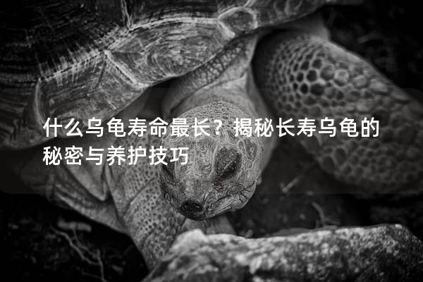什么乌龟寿命最长？揭秘长寿乌龟的秘密与养护技巧